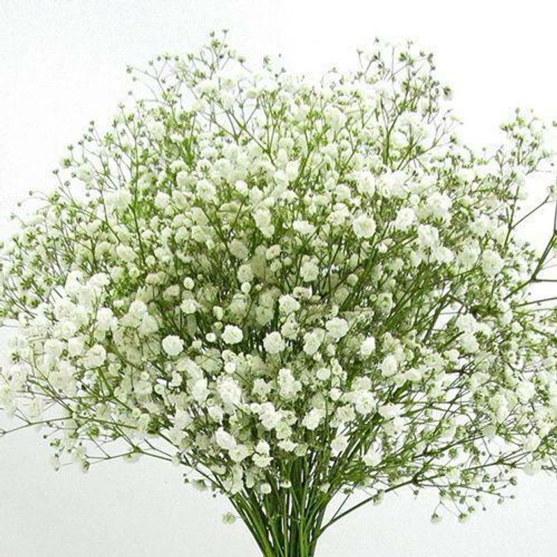 Go Green Gypsophila Seed  (180 per packet)