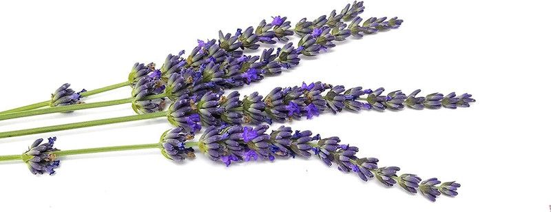 VibeX ® XXL-213 Lavender Phenomenal Purple Flowers Seed  (500 per packet)