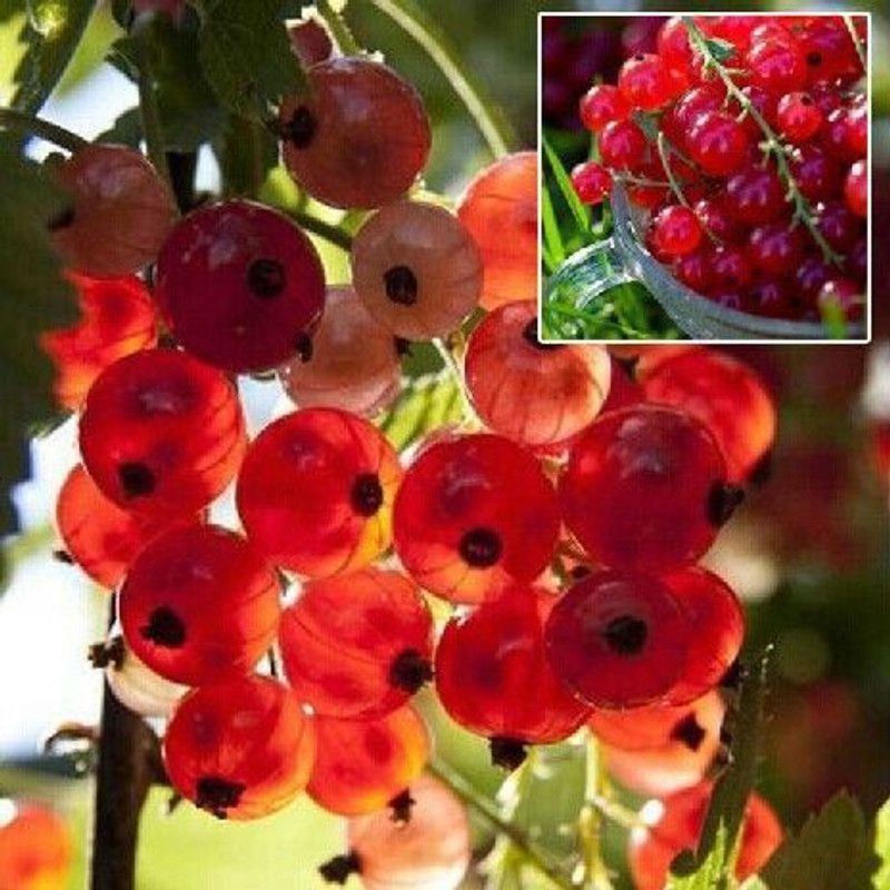 JR GLOBLE Amla Plant  (Hybrid, Pack of 1)