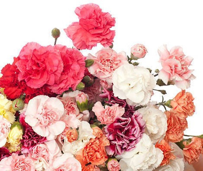 Splorias Carnation Flower Seed  (20 per packet)