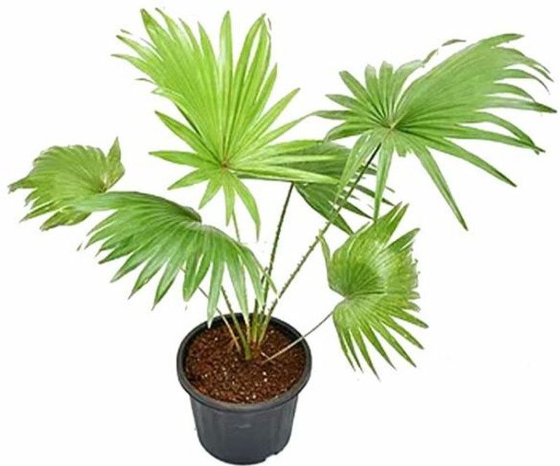 Amazing Gurden China Palm Plant  (Hybrid, Pack of 1)