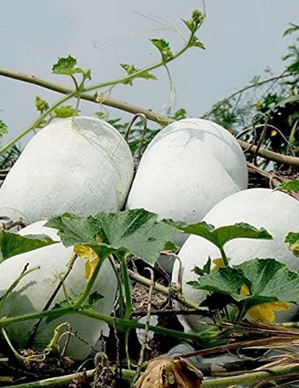 Aywal Ash Gourd (Mithai Petha) Vegetable Seed  (27 per packet)