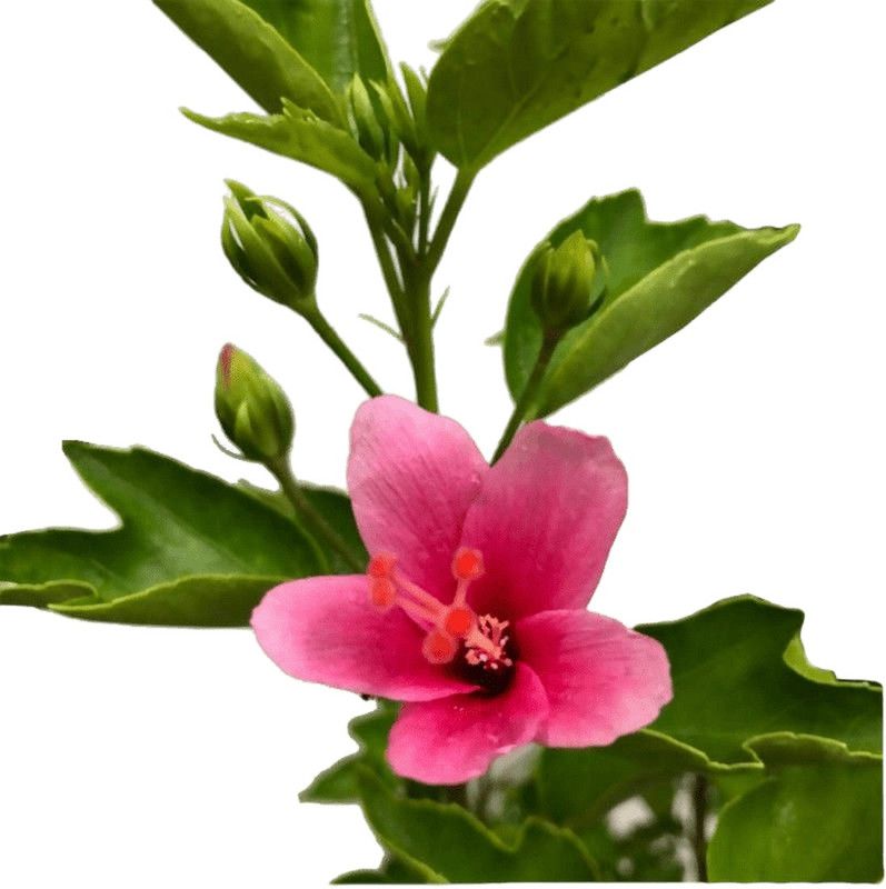 SENECIO® Hibiscus Gudhal Flower Plant  (Hybrid, Pack of 1)