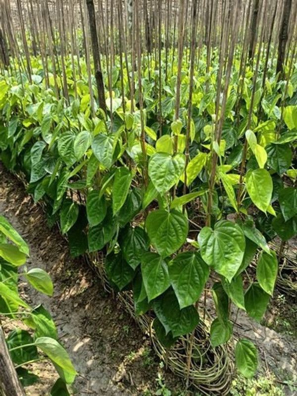 Zomoloco Betel Leaf Plant  (Hybrid, Pack of 3)