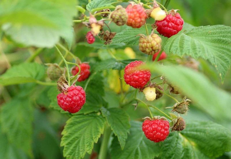 Mozette Hybrid Raspberry Seed  (55 per packet)