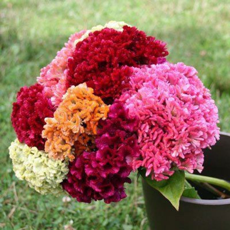 Paudha Cockscomb Seed  (15 per packet)