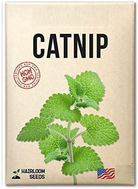 VibeX ® XXL-81 Cat Mint Catnip Seeds Seed  (1000 per packet)