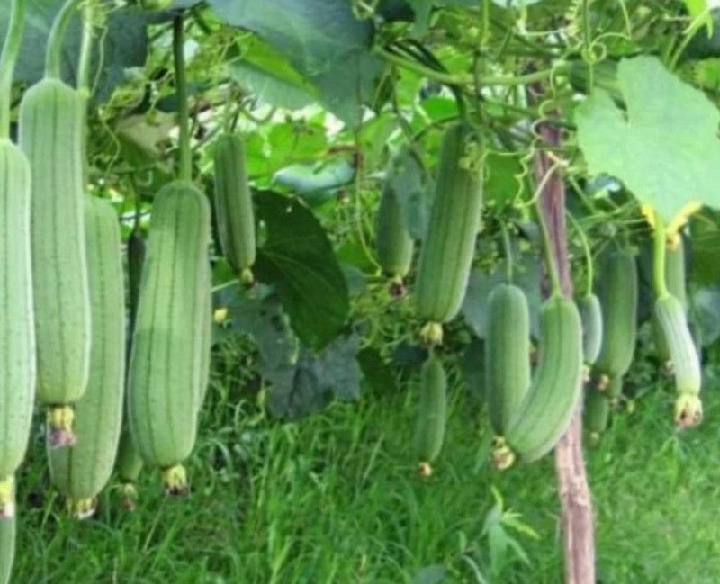 UGRA Luffa cylindrica seeds Seed  (100 per packet)