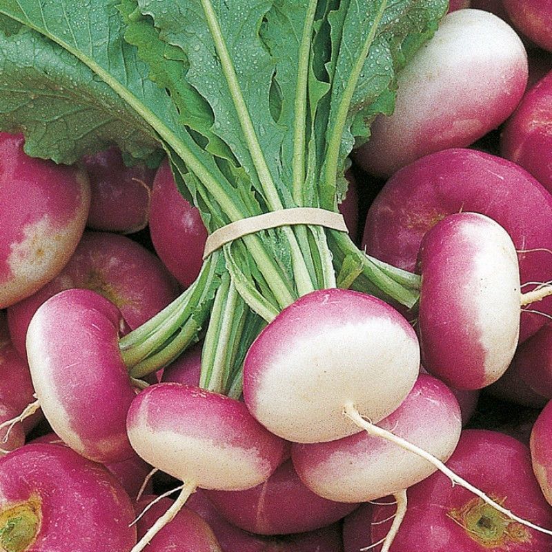 ALPINE HYBRID SEEDS TURNIP PURPLE Seeds Seed  (50 per packet)