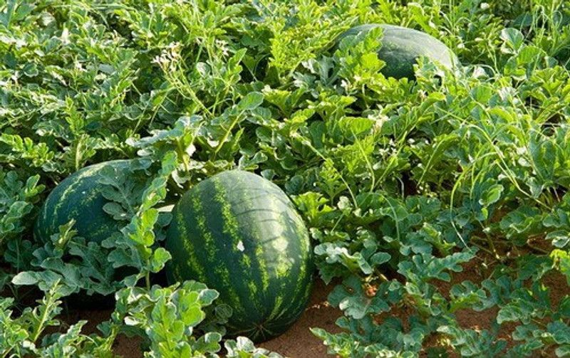 PLANTZON Watermelon 786 Hybrid Seed  (50 per packet)
