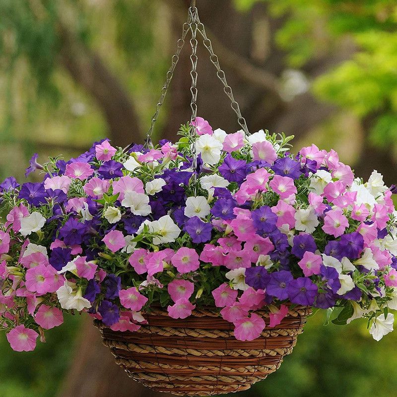 KANAYA Pansy Flower Seed  (65 per packet)