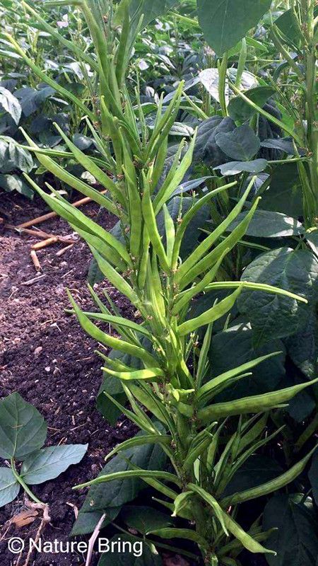XOLDA Custard Beans Seed  (22 per packet)