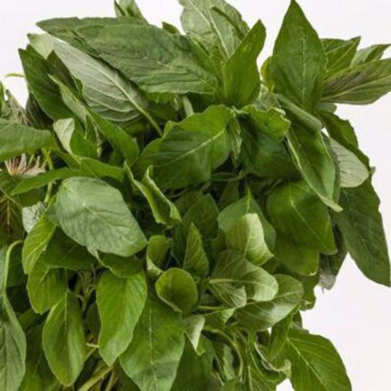 XOLDA Amaranthus Seed  (36 per packet)