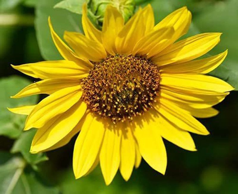 KANAYA Sunflower Flower Seeds For Home Gardening Seed  (155 per packet)