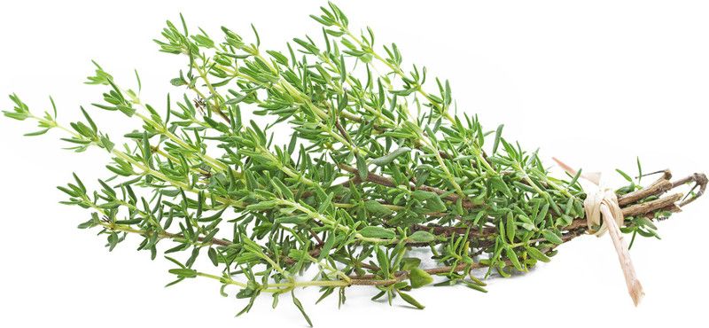 XOLDA Thyme Seed  (30 per packet)