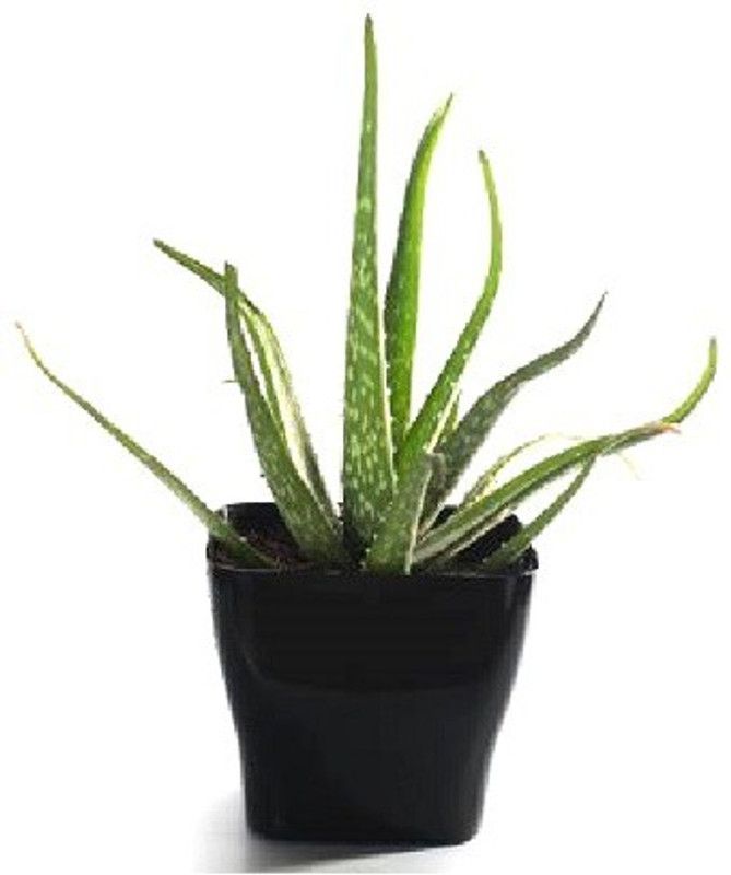 Vijay Sales Aloe Vera Plant  (Pack of 1)