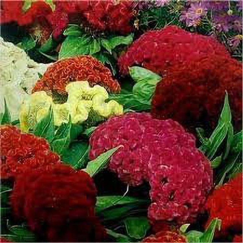 KANAYA Cockscomb Flower Seed  (105 per packet)