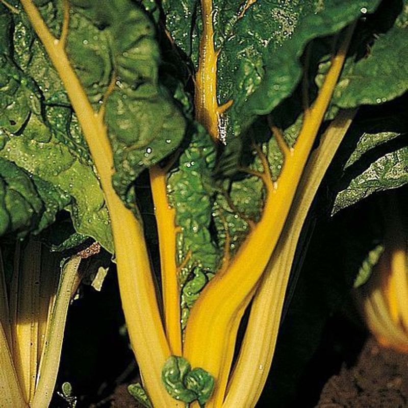 Mozette Swiss Chard Yellow Plant Seed  (47 per packet)