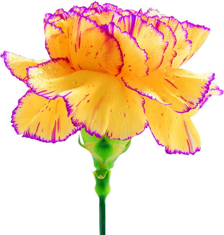 Futaba Yellow & Purple Edge Carnation - 100 Pcs Seed  (100 per packet)