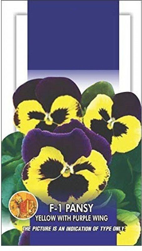 CYBEXIS Pansy Yellow With Purple Wing Flower Seeds Seed  (50 per packet)