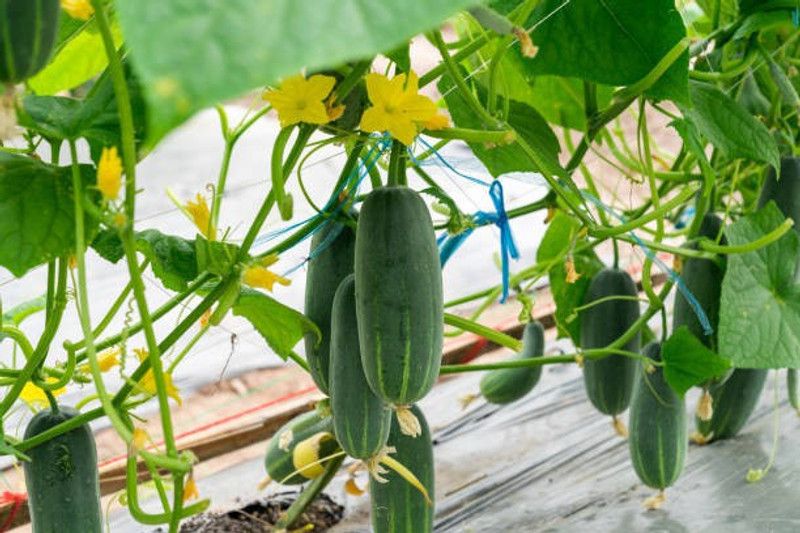 Platone Cucumber Seed  (10 per packet)