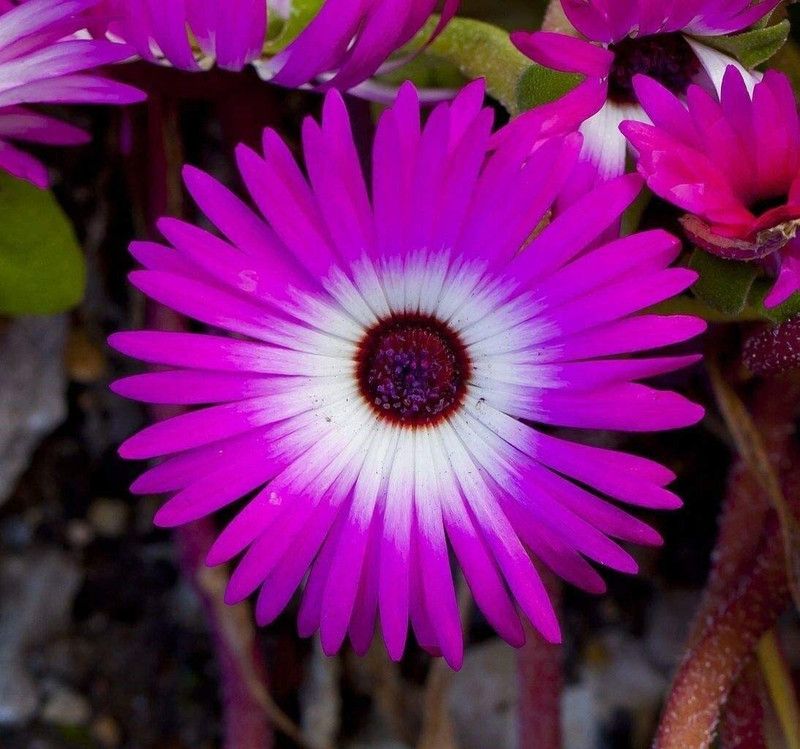CYBEXIS Dorotheanthus bellidiformis - Ice Plant Seed  (50 per packet)