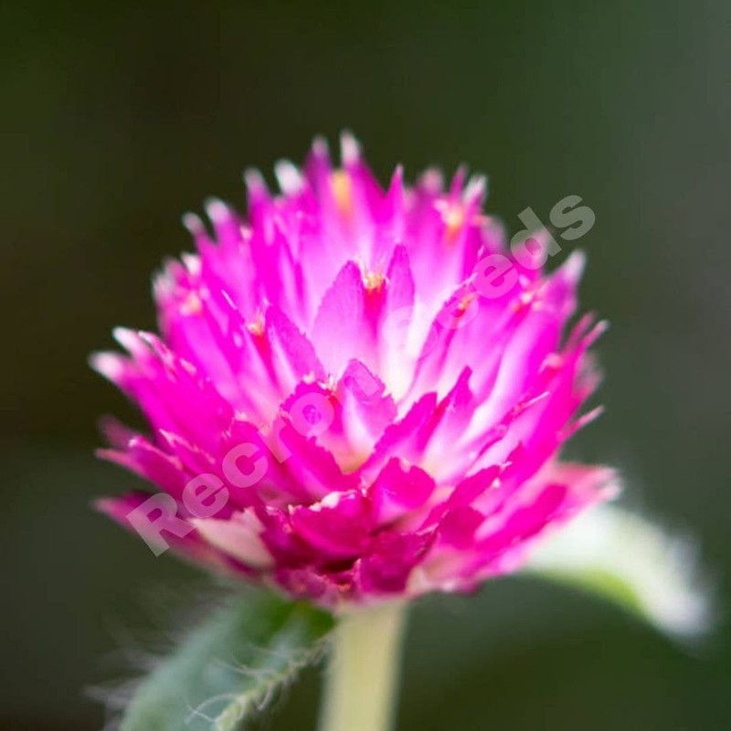Recron Seeds Gomoherna Purple Mix Seeds Seed  (30 per packet)