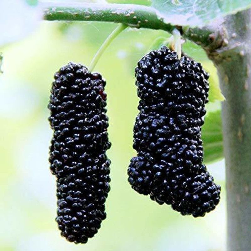 XOLDA Hybrid Mulberry Seed  (52 per packet)