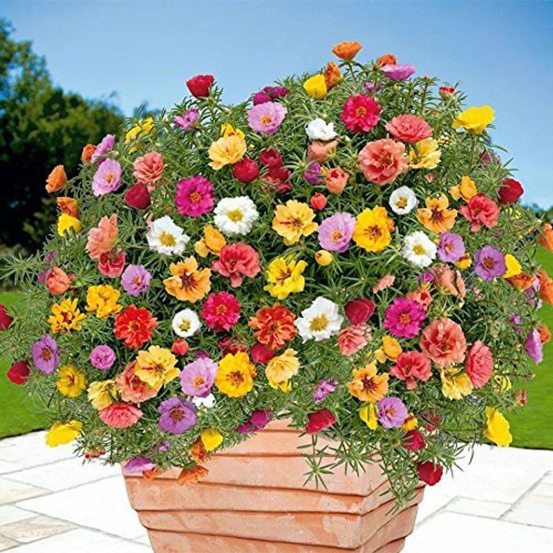 CYBEXIS Portulaca Full Bloom Flower Seeds Seed  (1 g)