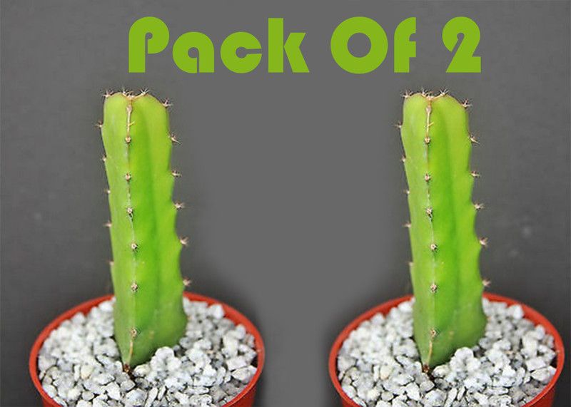 Cloud Farm Dragon Tree  (Hybrid, Pack of 2)