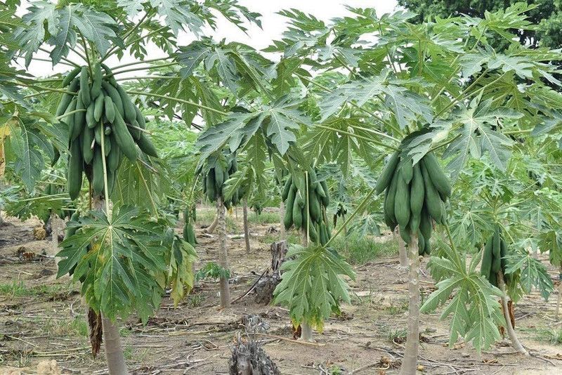 WILLVINE Papaya (KEAKDUM) Seeds, Giant Seed  (100 per packet)