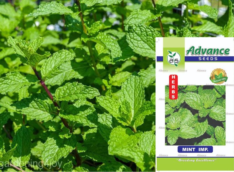 GARDENIFY INDIA Mint, GREEN FRESH, PETUNIA Seed  (50 per packet)
