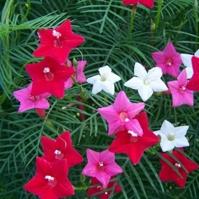 CYBEXIS Hybrid Morning Glory Flower Seeds Seed  (50 per packet)