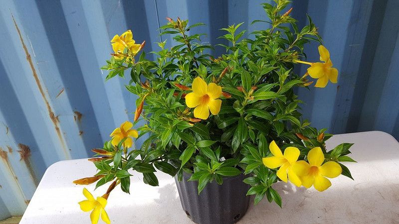 The Entacloo Heart Leaf Oxycardium Plant  (Hybrid, Pack of 1)
