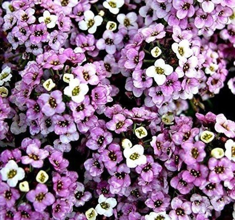 CYBEXIS Alyssum Mix Seeds - Lobularia maritima Seed  (50 per packet)