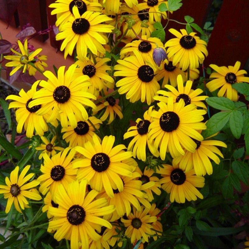 Xesas Sunflower minimature Seed  (40 per packet)