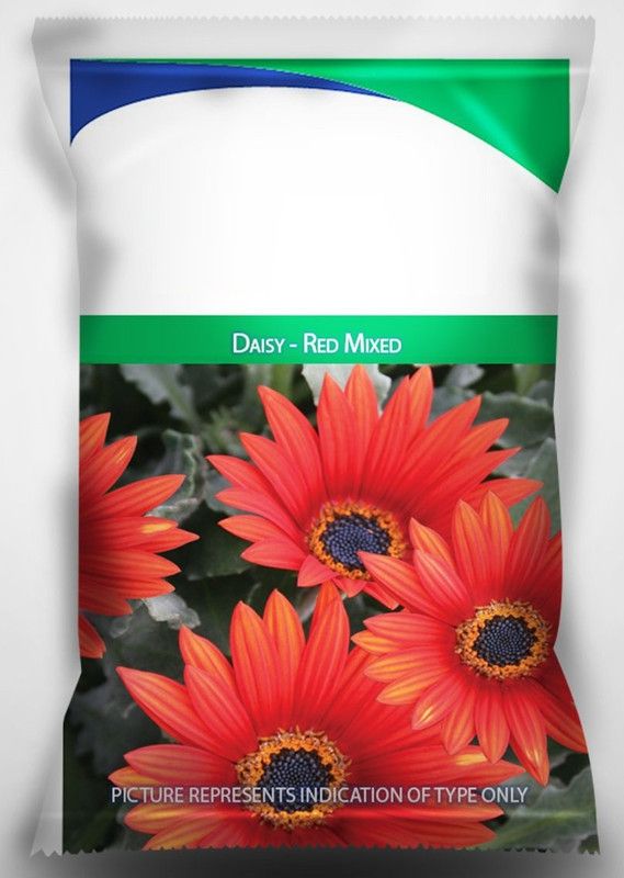 CYBEXIS Daisy - Red Mixed Flower Seeds Seed  (1 g)
