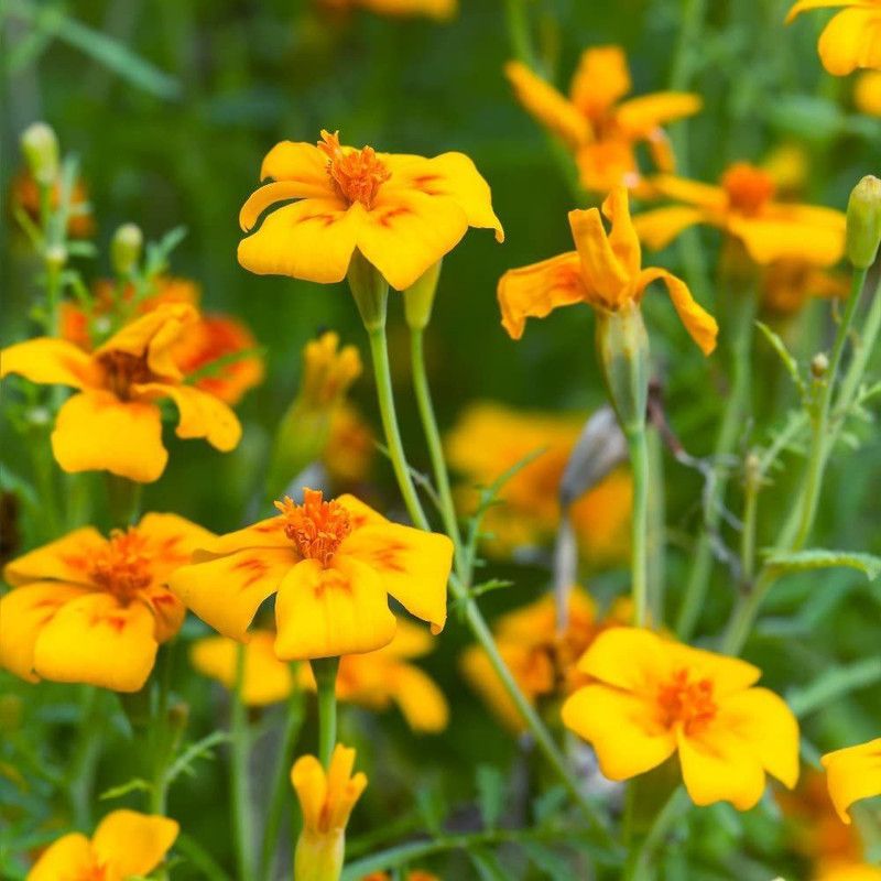 WILLVINE Marigold Golden Gem Seeds - Tagetes tenuifolia Seed  (500 per packet)