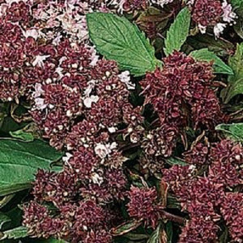 WILLVINE NDIR-2 Basil seed,Magical Michael Seed  (2000 per packet)