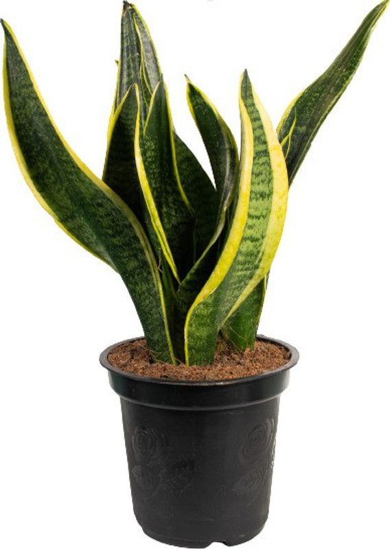 NaturalPlants Snake Plant  (Hybrid, Pack of 1)