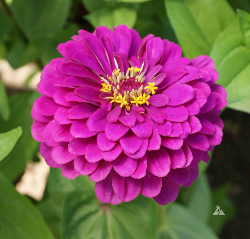 Paudha Zinnia Purple Seed  (17 per packet)