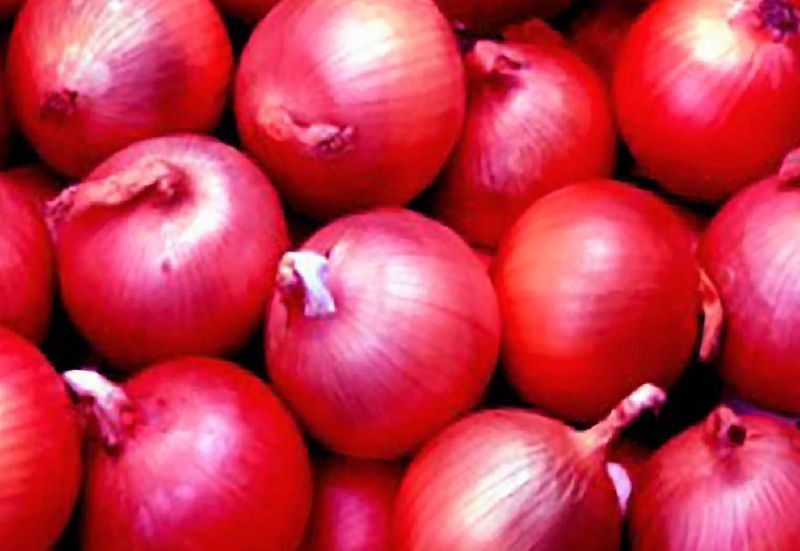 XOLDA Onian Seed  (28 per packet)