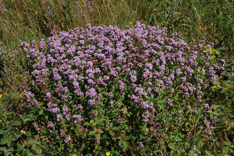 Nodoc Organic marjoram herb Seed  (23 per packet)