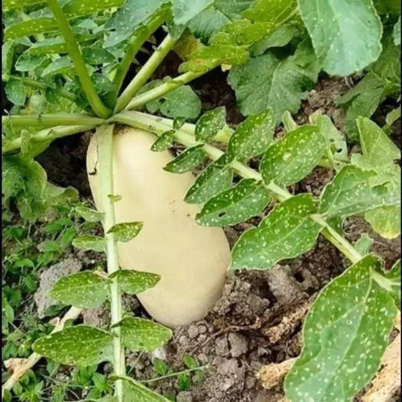 VINTI मूली के बीज White radish Seed  (1200 per packet)