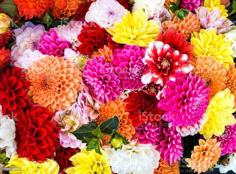 XOLDA Exotic Chrysanthemum Mix Seed  (52 per packet)