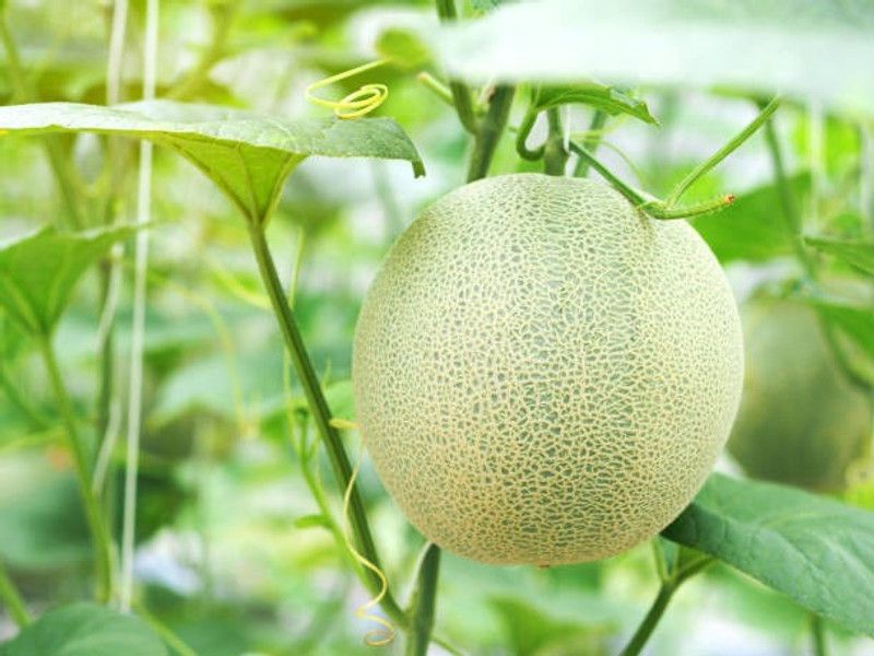 ZOTIKOS Papaya Seed  (25 per packet)