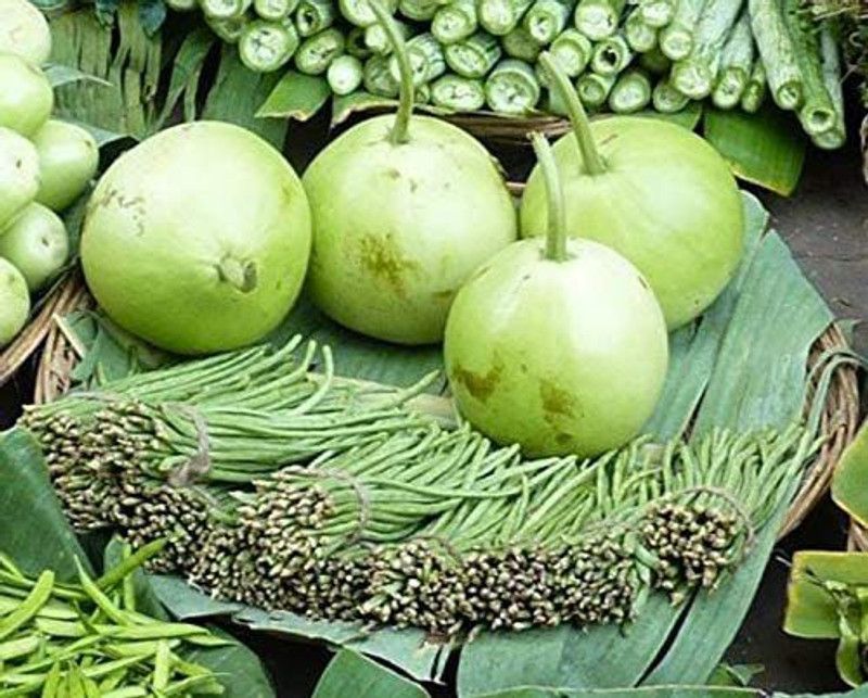 UGRA Round Lauki Bottle Gourd Seeds Seed  (150 per packet)