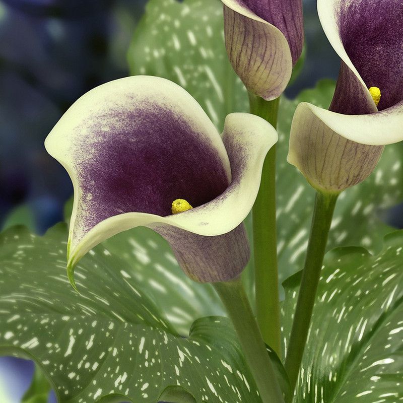 Audbhidhi Calla Lily (Purple) Flower Bulbs for All Season (Pack of 5 bulbs) Seed  (5 per packet)