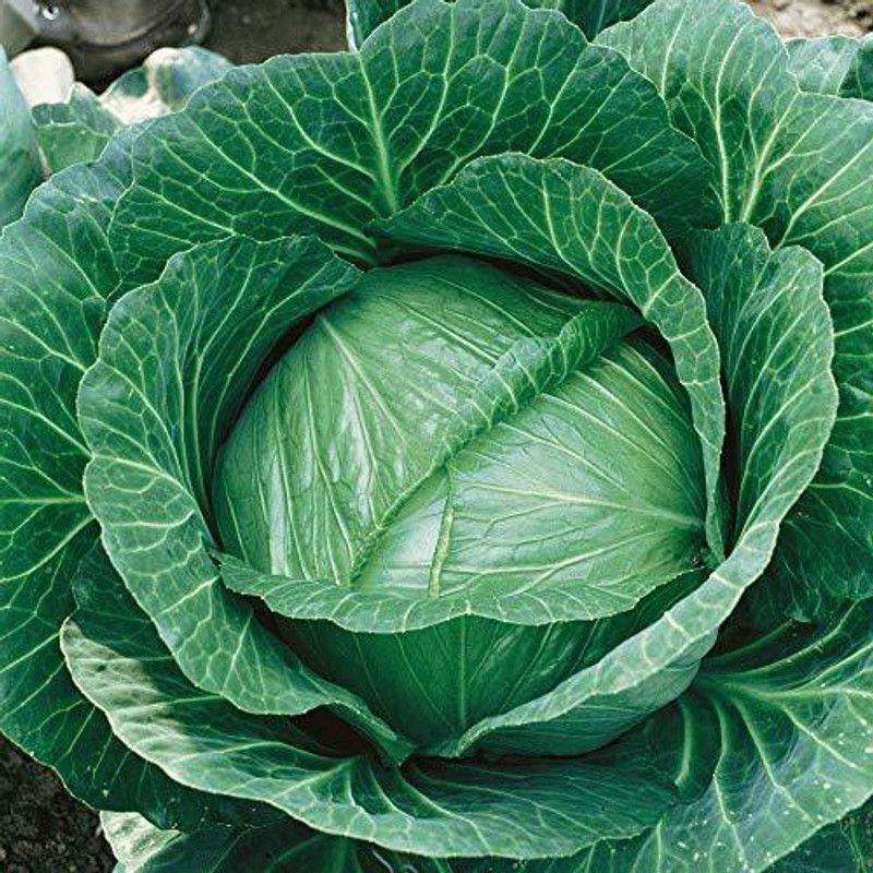 Open Garden Green Cabbage Hybrid F1 Seeds |Patta Gobhi | Kamarkalla |100 Seeds Per Packet Seed  (100 per packet)