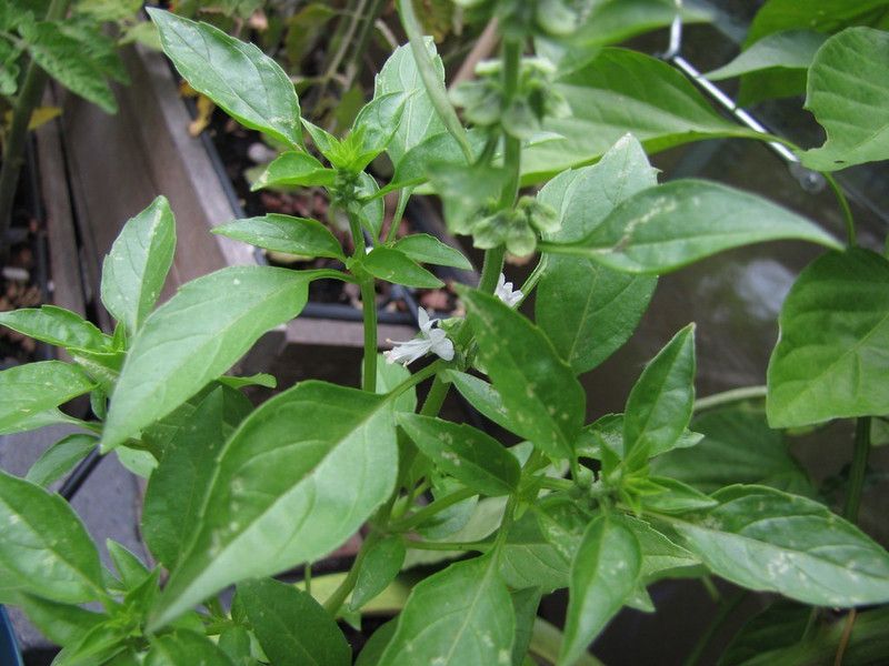 VibeX ® XLR-27 Basil Seeds - Minette Compact Seed  (1000 per packet)